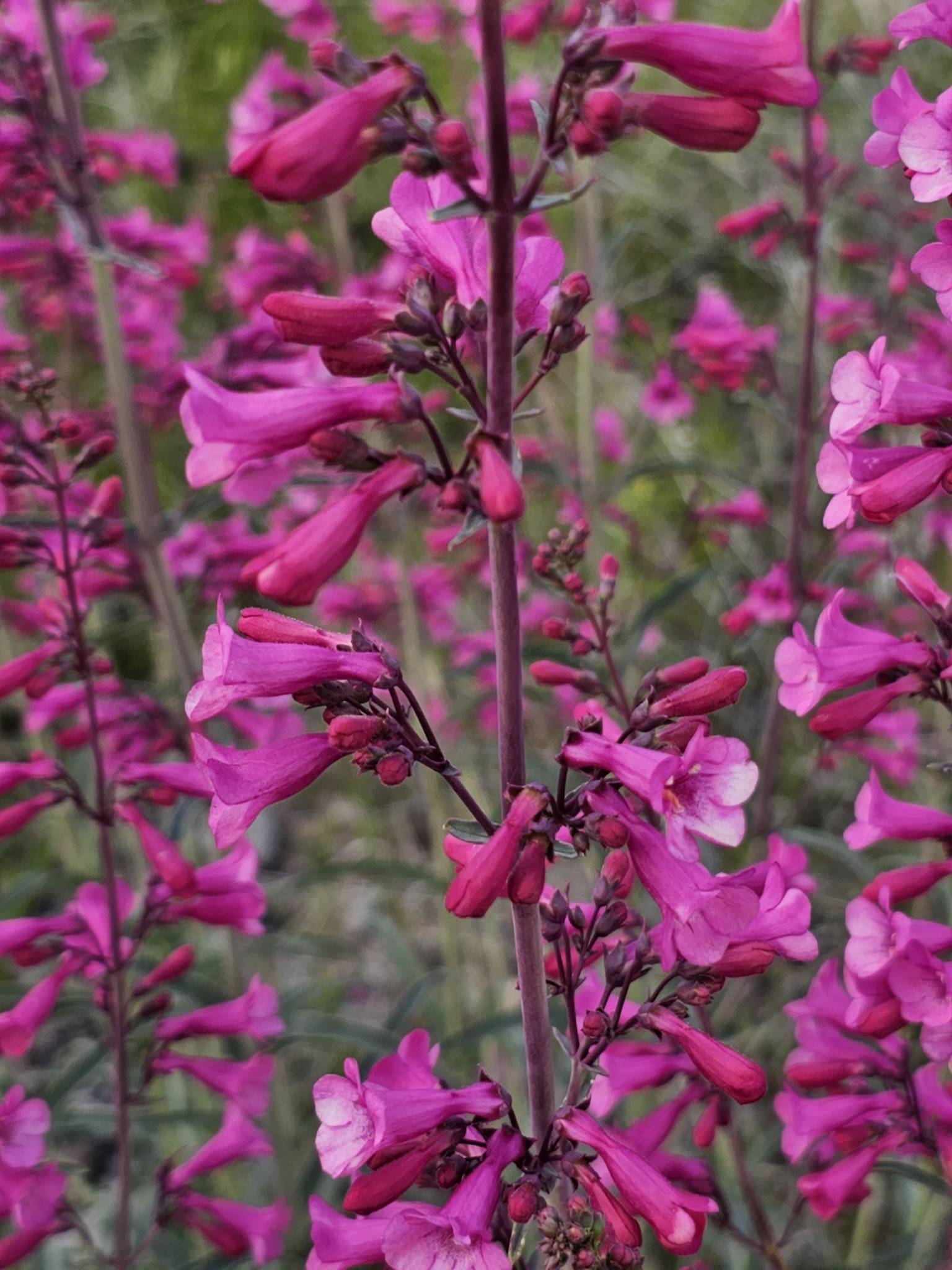 Penstemon parryi